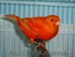 Продам красных,  муаровых канареек #87237