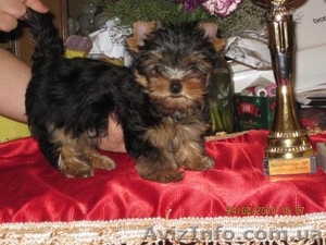 (Йоркширский терьер щенки) #82030