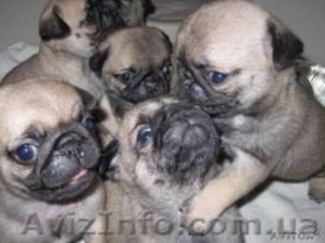 Щеночек мопса ждет своих хозяев #79639