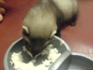 Продам очаровательного  хорька! #85327