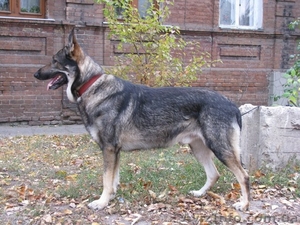 щенки восточно-европейской овчарки,  ВЕО #84652