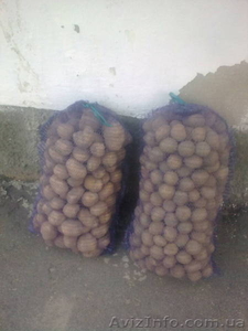 Продам картофель! #83488