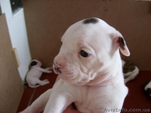 СРОЧНО! Отличные щенки американского бульдога #77286