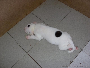 Уникальная девочка американского бульдога с ооочень оригинальным окрасом! #77288