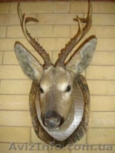 Чусела,  шкуры,  рога,  медальоны #80653