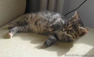 киев - котята курильский бобтейл #84201