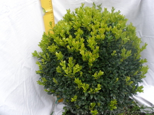 Самшит для любого потребителя #79739