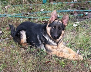 Щенки немецкой овчарки-самая надёжная охрана и всегда любящий друг. #40485