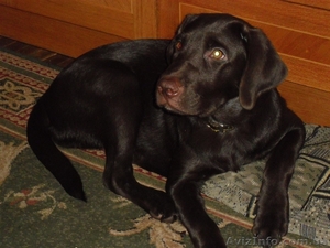 Лабрадор ретривер,  шоколадный щенок #76645