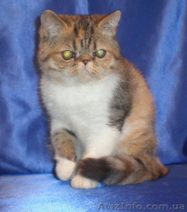 МИЛЫЕ КОТЯТА - ПЕРСИКИ И ЭКЗОТИКИ #59859