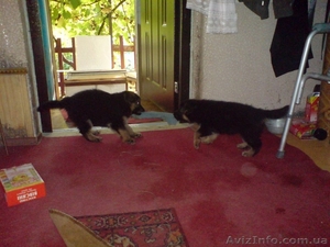 Породистые щенки немецкой овчарки ищут своих хозяев! #85975