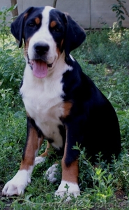 Продам щенка большого швейцарского зенненхунда (гросса) #75412