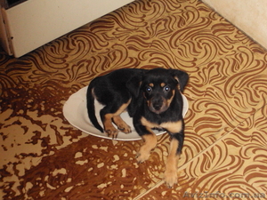 ЩЕНКИ........................................ #76698