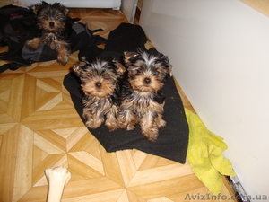 недорого щенки йоркширского терьера продам #83848