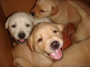 Продам щенков Лабрадора-ретривера #76018