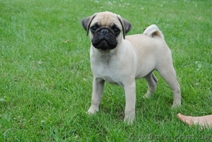 Щенки Мопса от чемпионской пары #48467