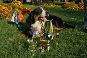 Бернский Зенненхунд щенки #87229