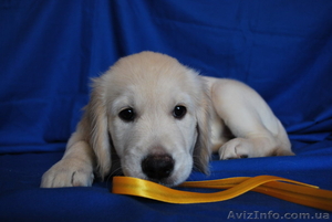 Золотистого ретривера щенки #74867