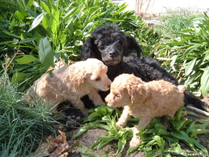 той пудельки щенки #84909