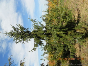  Ландшафтный дизайн, оформление участков.Декоративные и уличные растения, растения #81310