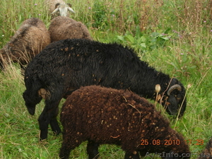 Продам баранов курдюшной породы #79684