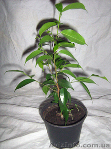 продам комнатные растения #76251