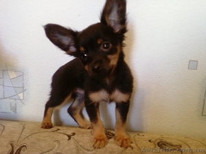 ам щеночка той- терьерчика #81301