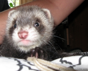 Хорек,  (Фредка) #79698