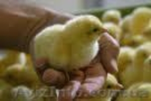 продажа качествиных яйц #78129