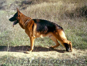 Продаются щенки немецкой овчарки из питомника #84187