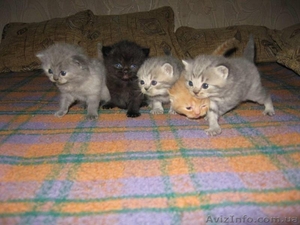 Продажа шотландских котят #81370