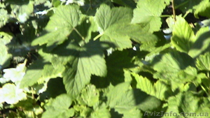 Саженцы смородины #85664