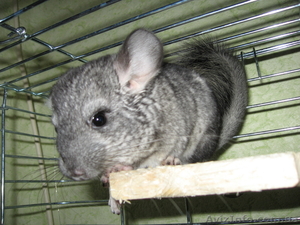 продам шиншилу хорошему хозяину #82137