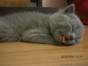 Продам британских котят #81639