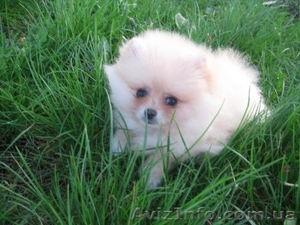Померанский шпиц Щенки/. #78805