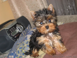 Щенки йоркширского терьера!  #81844