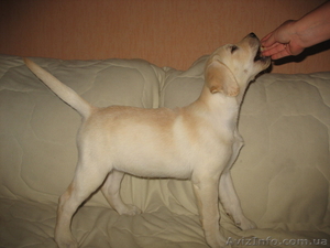 Щенок лабрадора ретривера (палевый) #77708