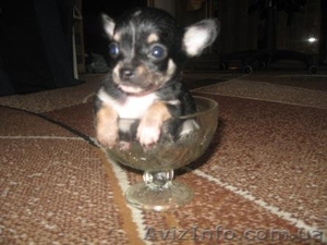 / Чихуахуа Щенки  /               #78809