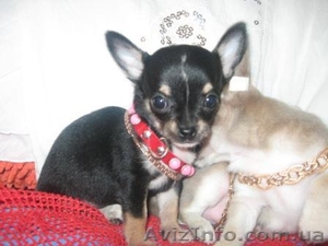 Щенки Чихуахуа Доставка        #82033