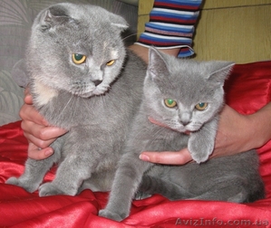 Продам шотландскую кошечку #84469