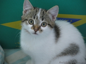 Отдам котенка!Девочку2, 5мес.Приучена к горшку.Возможна доставка по Харькову #86524