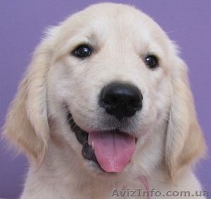 Щеночки золотистого ретривера #77423