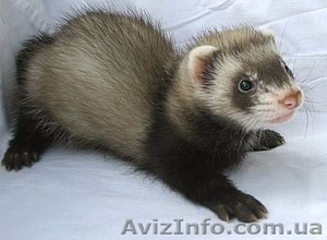 Декоративный хорек, фретка #78917