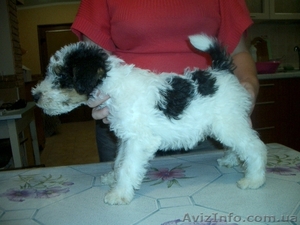 щенки фокстерьер #83316