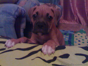 ПРОДАМ!Срочно!Щенок боксера!Мальчик!Рич! #78231