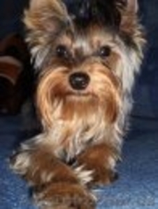 Вязка мини йорка #76520