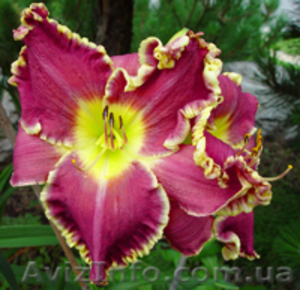 Лилейнии,  ирисы,  хосты,  флоксы - редкие сорта и др. многолетние ростения #78713