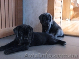 кане корсо щенки #79805