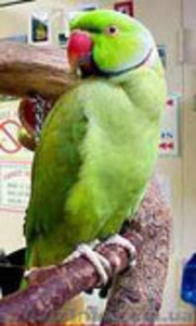 Ожереловый попугай! Продам вместе с клеткой! #78466