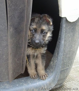Продаются щенки немецкой овчарки #86578